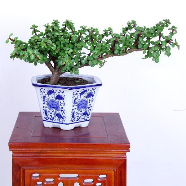 客厅有树十有九富家里养一盆,客厅养树十有九富