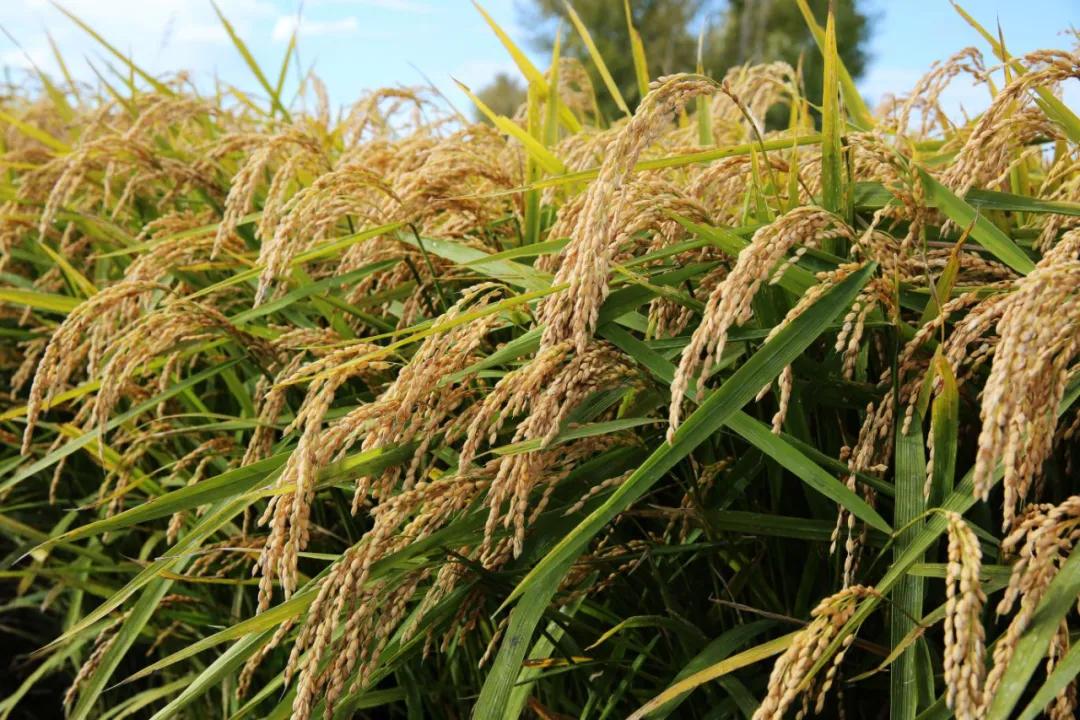 河北一地首次发现野生大豆,中国近期发现的野生大豆