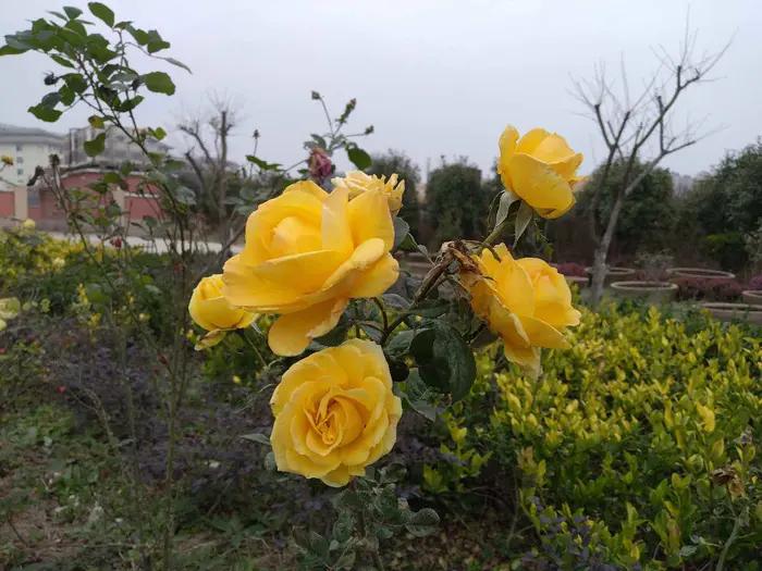 画与景,幼儿长卷画景