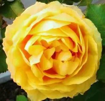 月季美图100张,妩媚动人的月季花图片