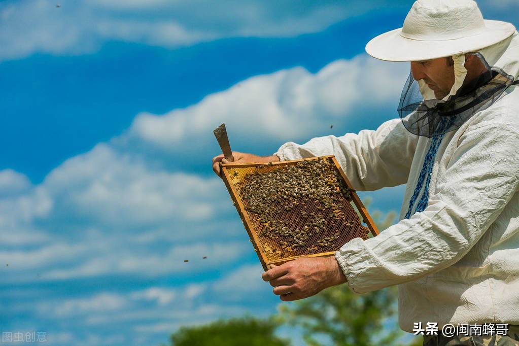 蜜蜂的天敌巢虫克星,不是药也不伤幼虫,操作简单又实用