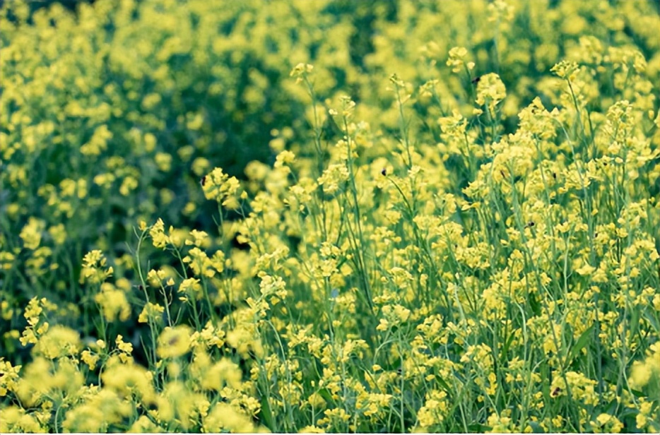 假的菜籽油会致癌吗,菜籽油有致癌物质真的假的