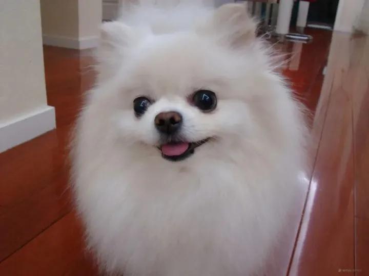 5种最受欢迎的狗狗你养了哪一种,可爱到上头的7种狗狗特别受欢迎