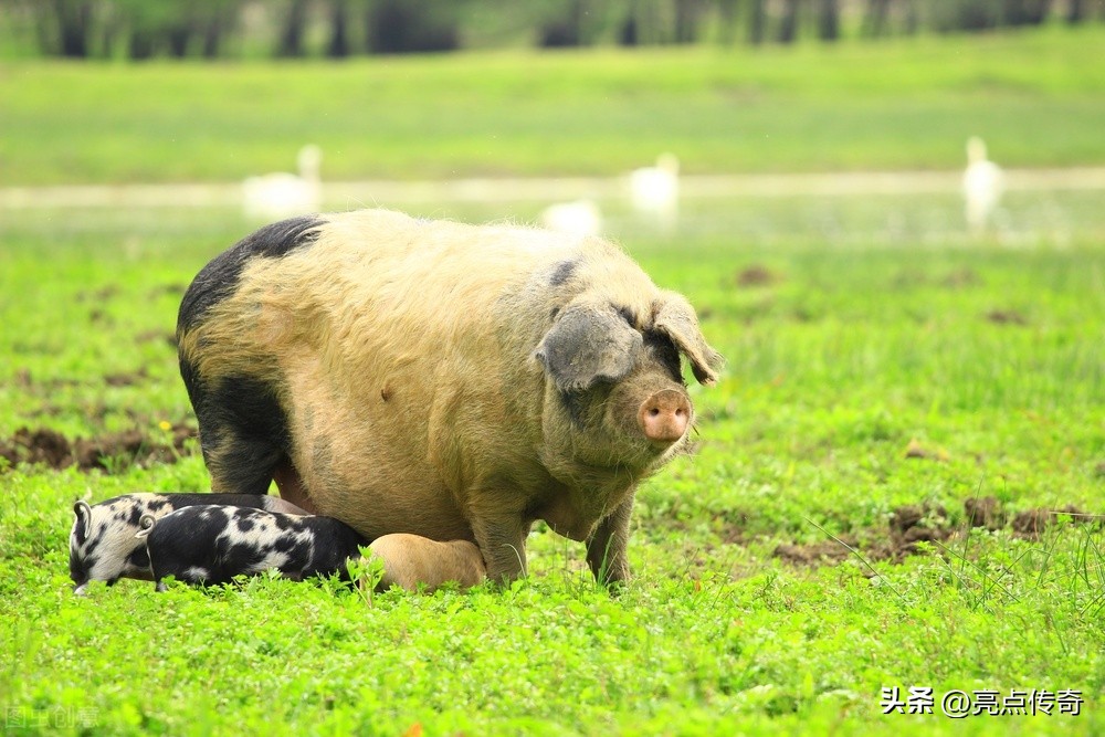 母猪产后胎衣不足怎么办,母猪产后不下胎衣怎么治疗