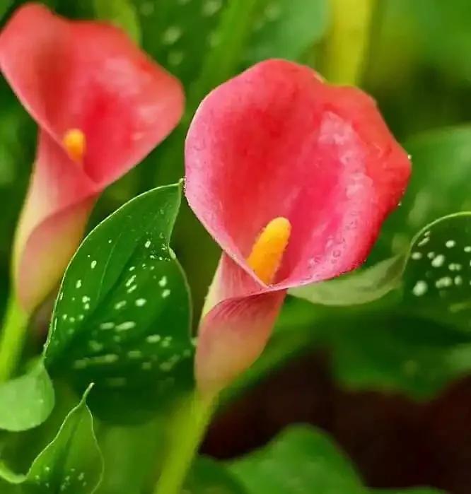 有一种花叫马蹄莲,如何认识马蹄莲