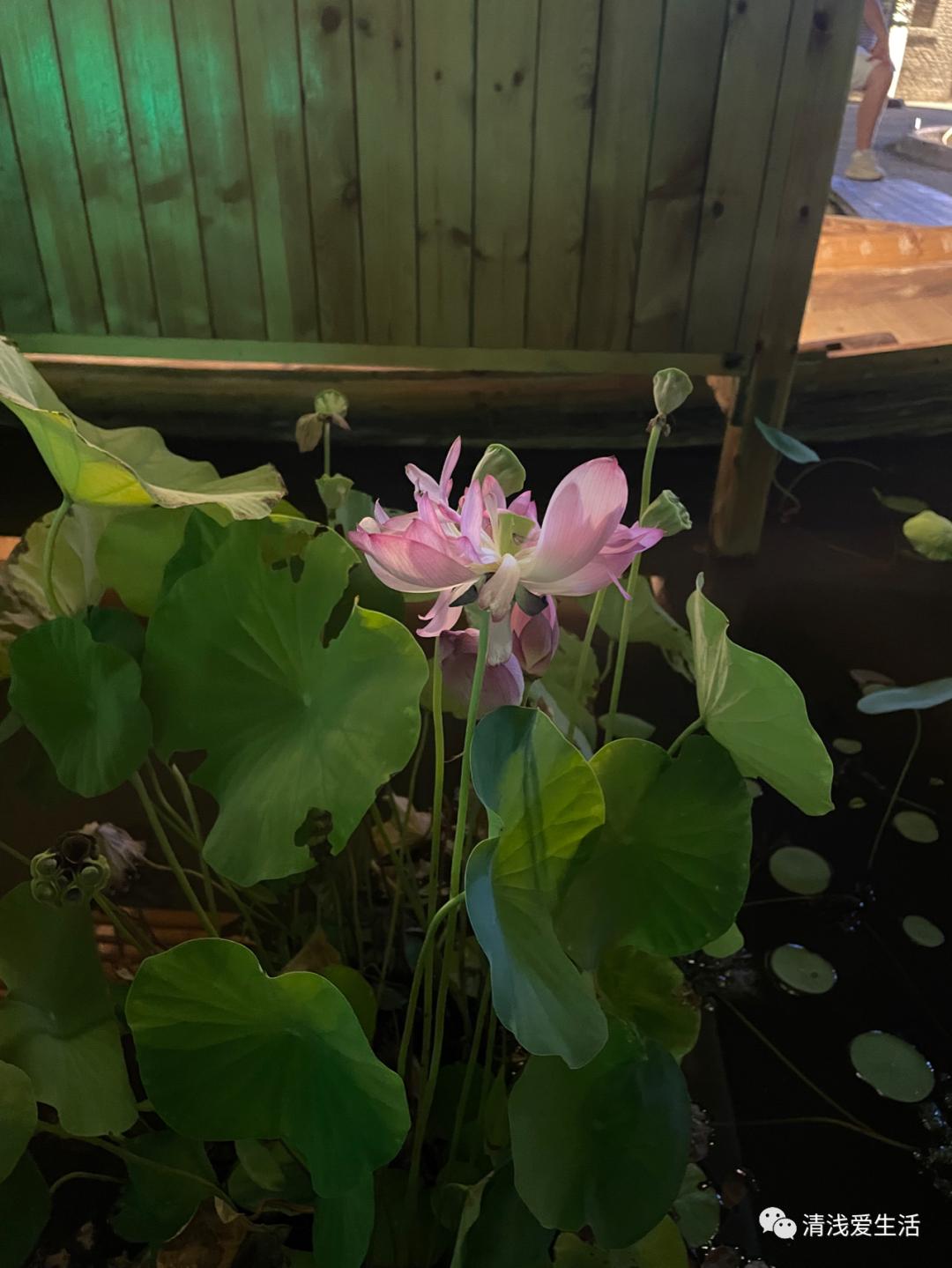 欣赏景德镇邹资良陶瓷艺术作品选,景德镇人气最旺的瓷器街