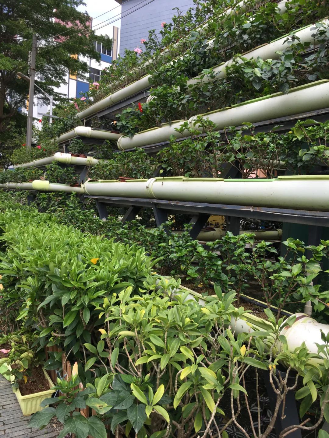 《旭光骑行深圳》第22站——龙华区观湖街道