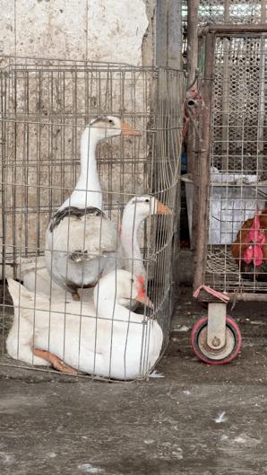 三联鸡鸭市场在哪里,三联市场家禽