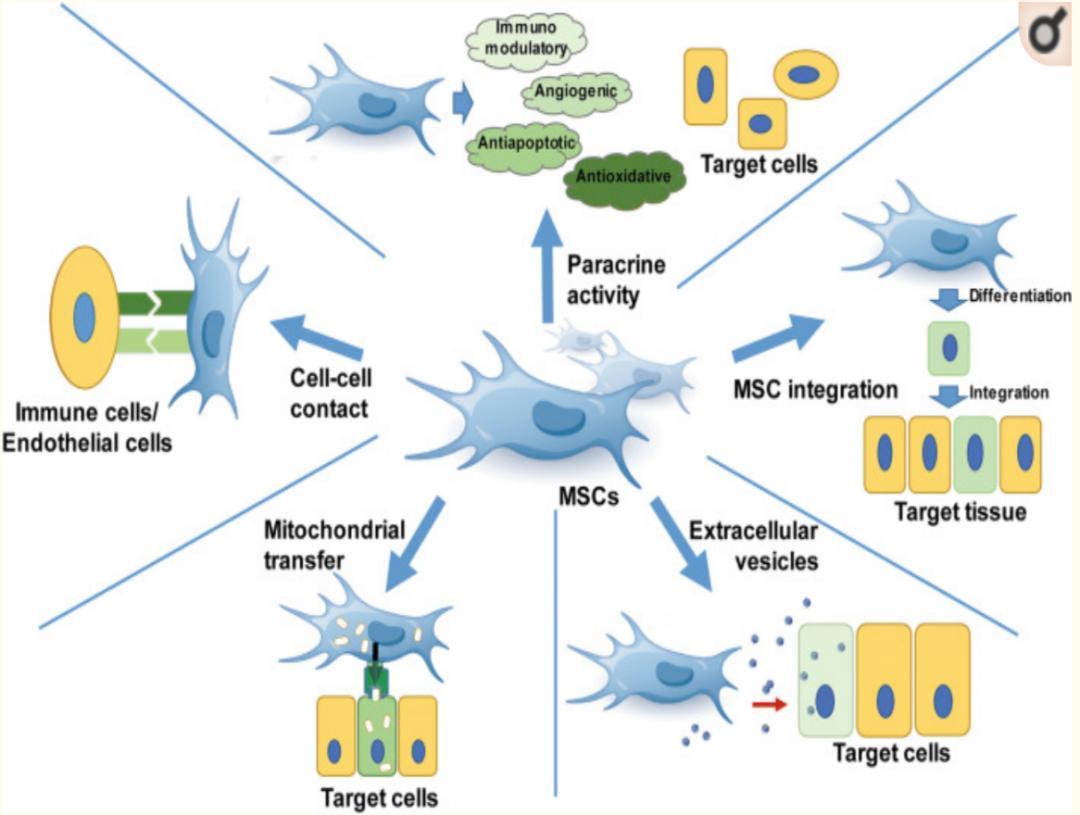干细胞治疗多发硬化症,干细胞疾病治疗与抗衰老