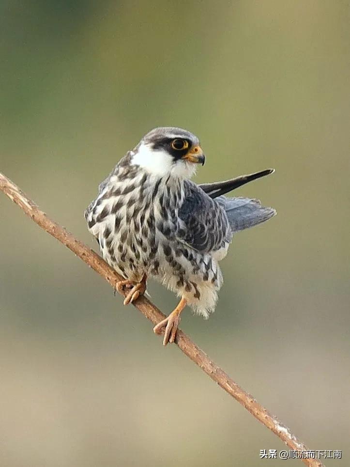 红脚隼叫声,红脚隼