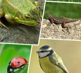 遇到珍稀动植物如何保护它们,保护动植物我们应该注意什么