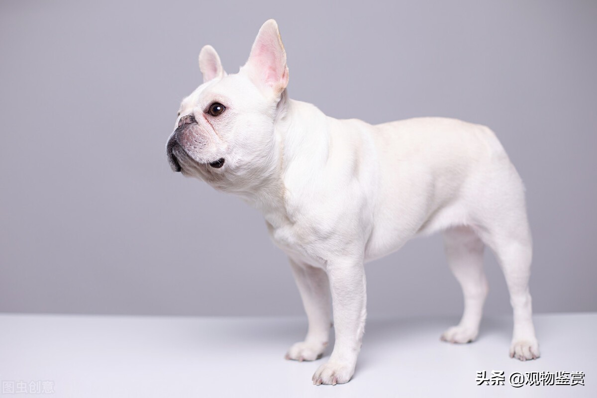 法斗掉毛特别严重什么原因,法斗掉毛最简单的方法