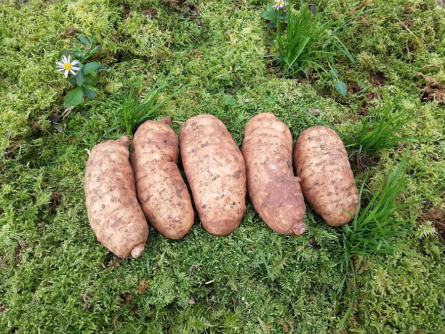 云南昭通小草坝天麻和土特产,走遍中国云南昭通市威信县