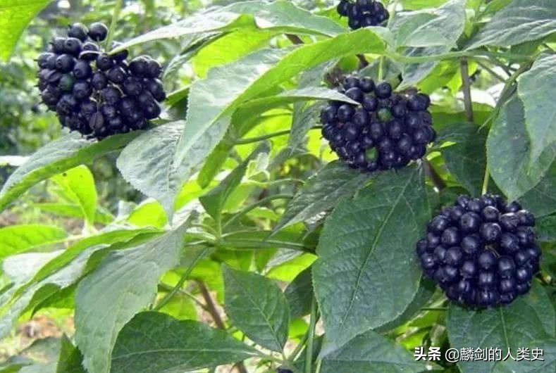 植物界分两大类,植物界门纲目科属一览表