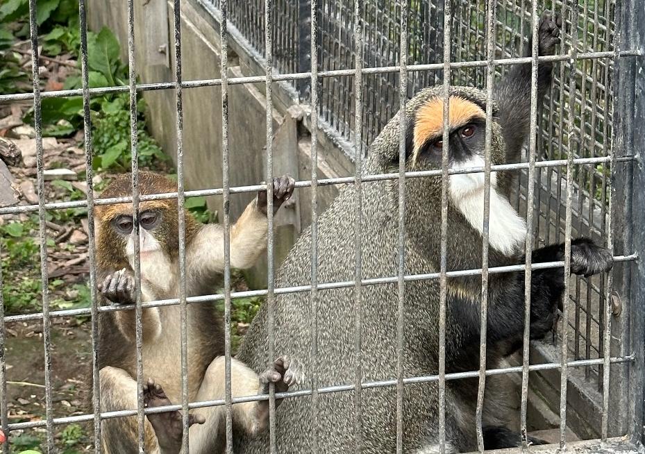 上海动物园自由行攻略路线推荐,上海动物园4a一日游攻略