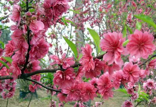 清明十首最好诗赏析,清明节诗词作品