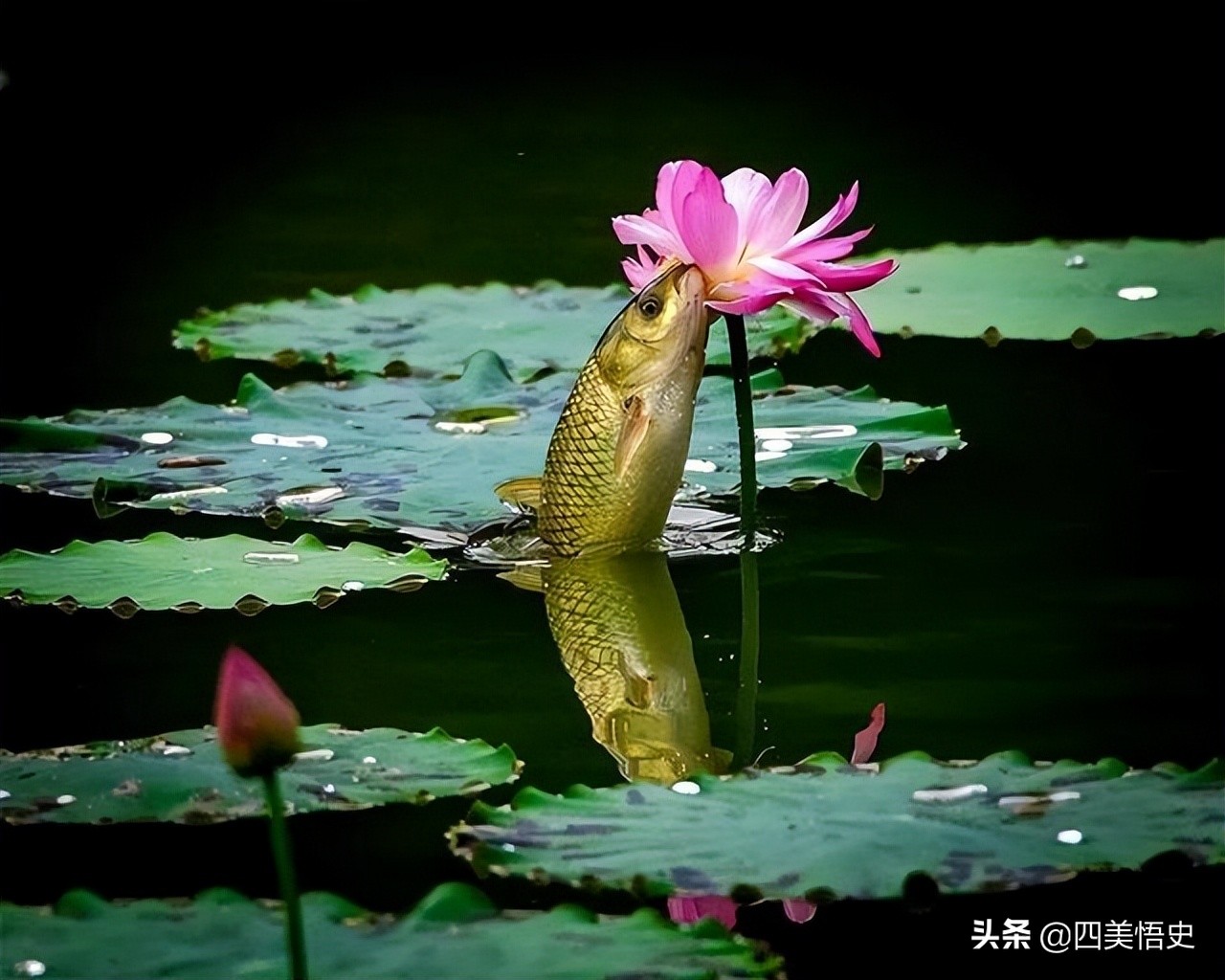 荷花出淤泥而不染濯清涟而不妖,濯清涟而不妖说的是荷花还是莲花