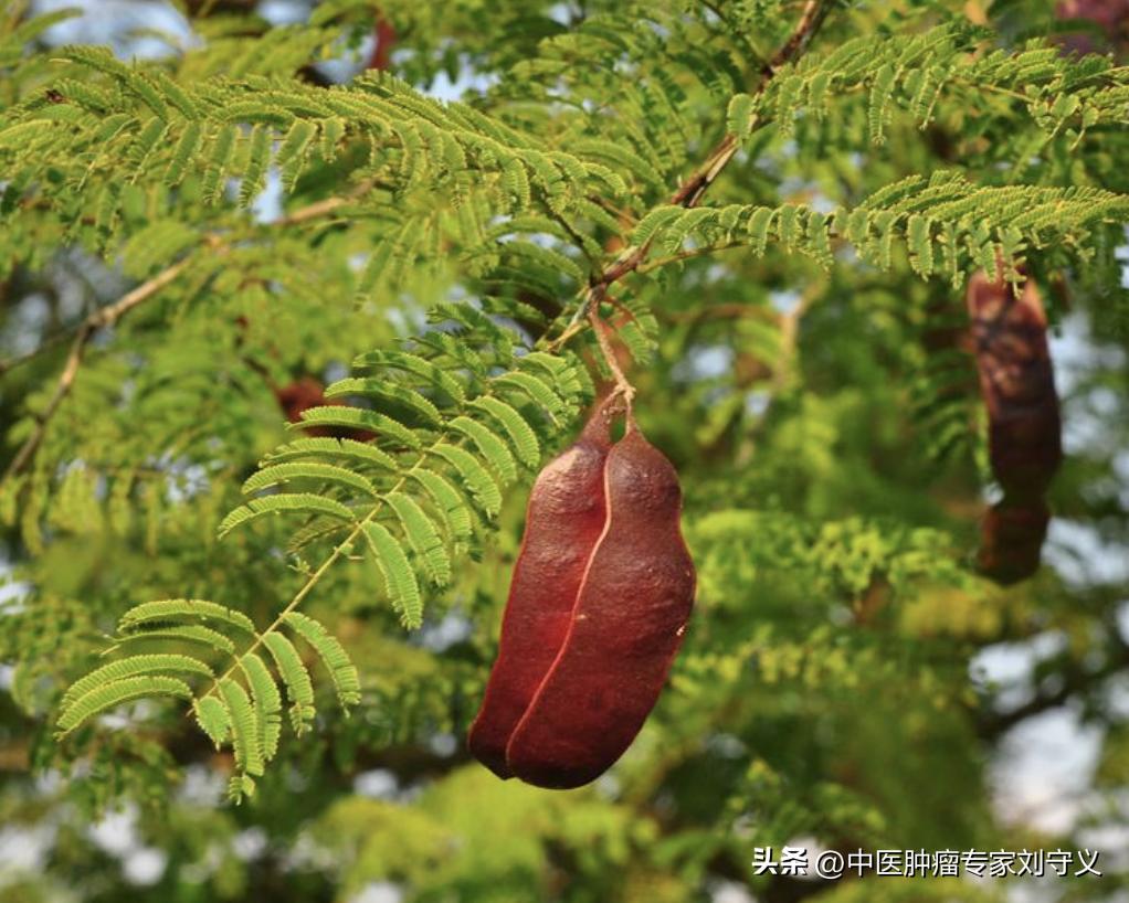 清热解毒防癌的中成草药,抗癌茶方有哪些药材