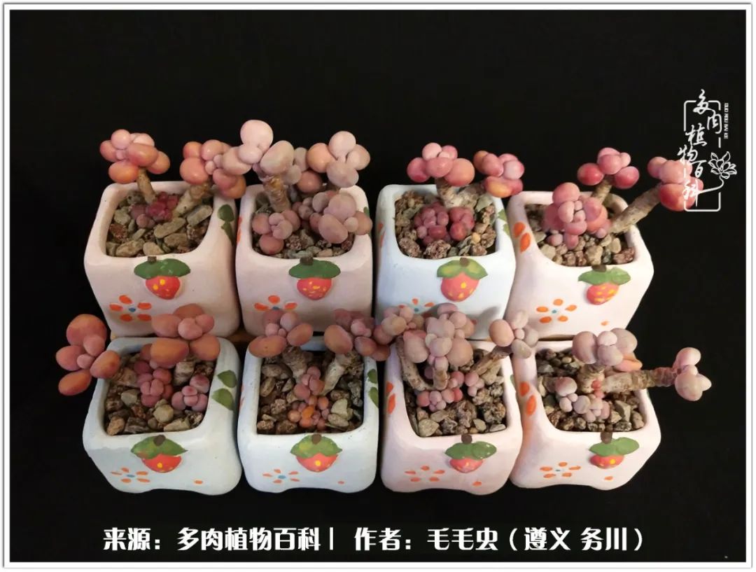 多肉可抵岁月,多肉之花语