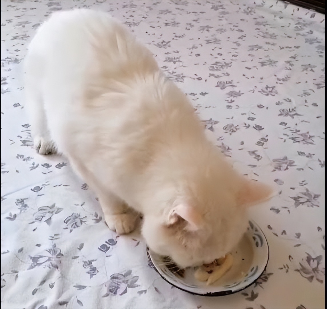 胺肾对三期肾衰猫咪有效果吗,猫咪尿闭引起肾衰怎么治疗