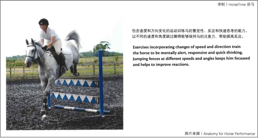 马的神经系统,马功能性训练