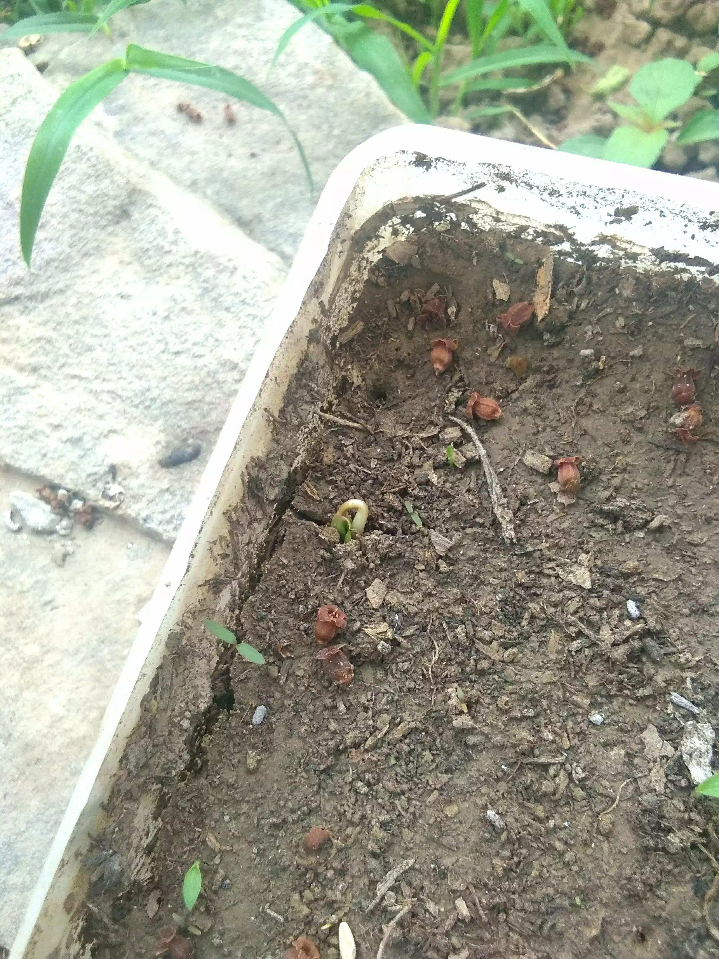 葡萄籽发芽了怎么办,葡萄籽发芽了第一年怎么打理