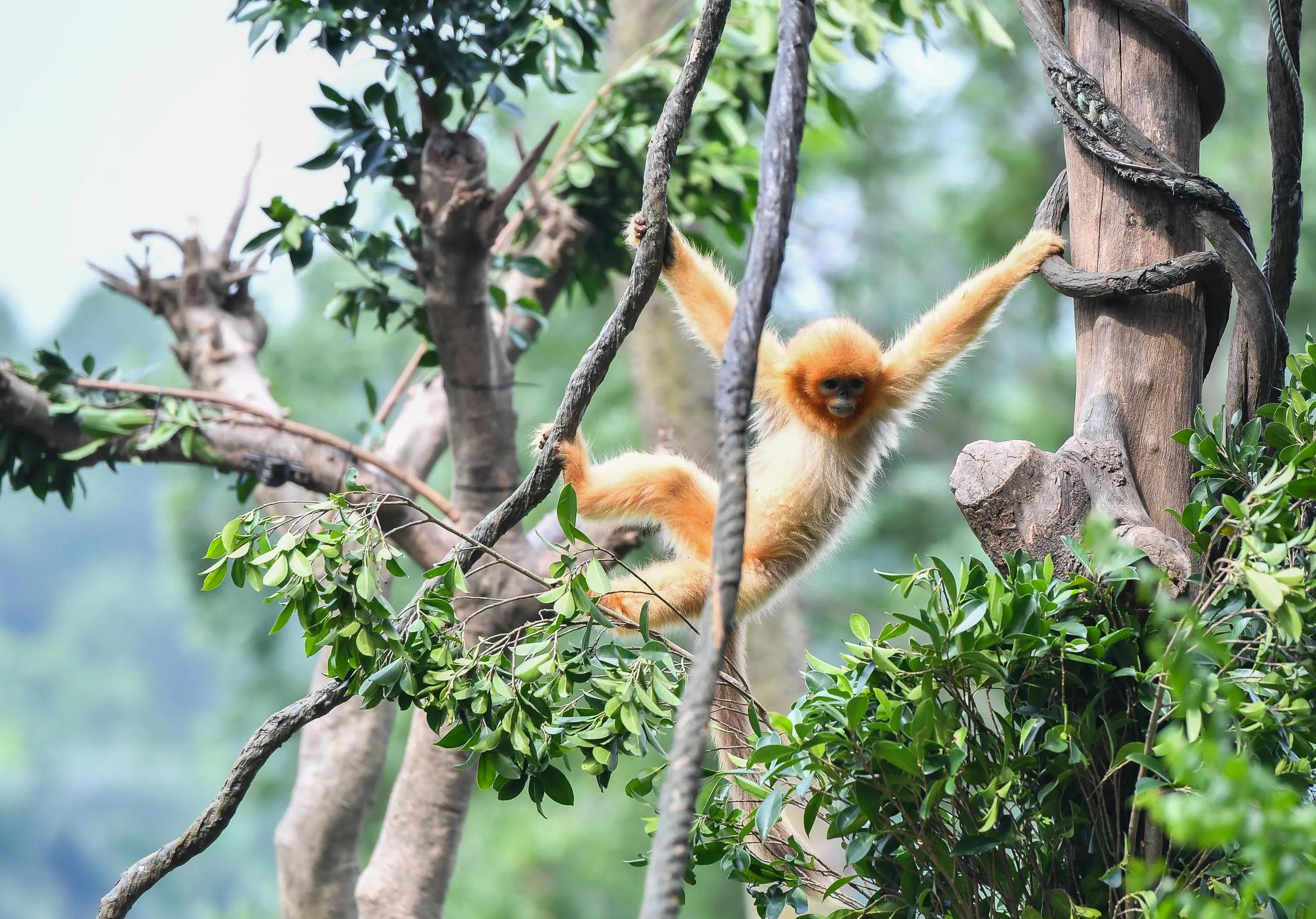 广州长隆野生动物世界有大象吗,广州长隆野生动物世界有多少动物