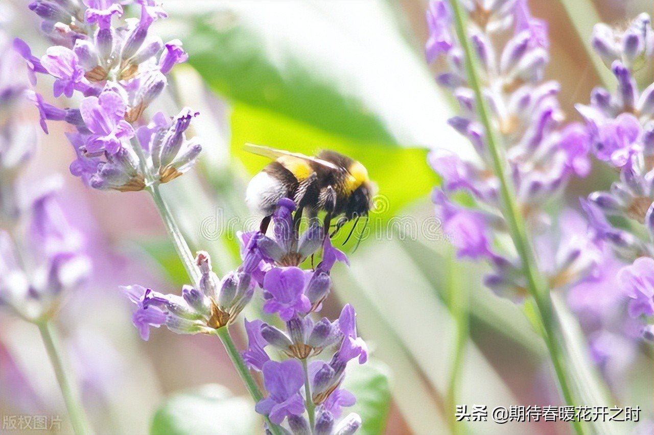 薰衣草玫瑰花束花语,薰衣草花名