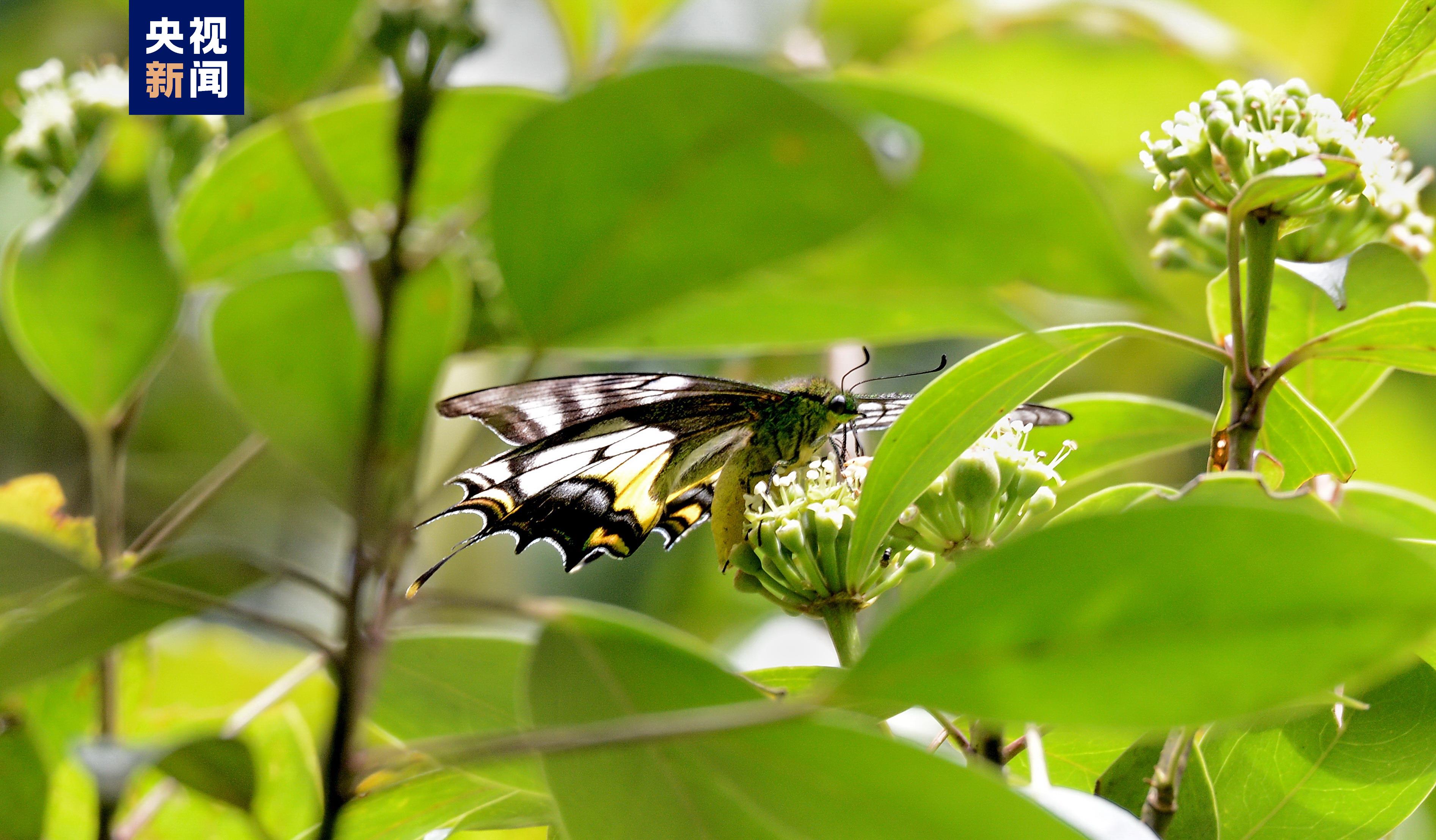 极其罕见！江西首现活体“牢底坐穿蝶”雌蝶，1只为何价值百万？