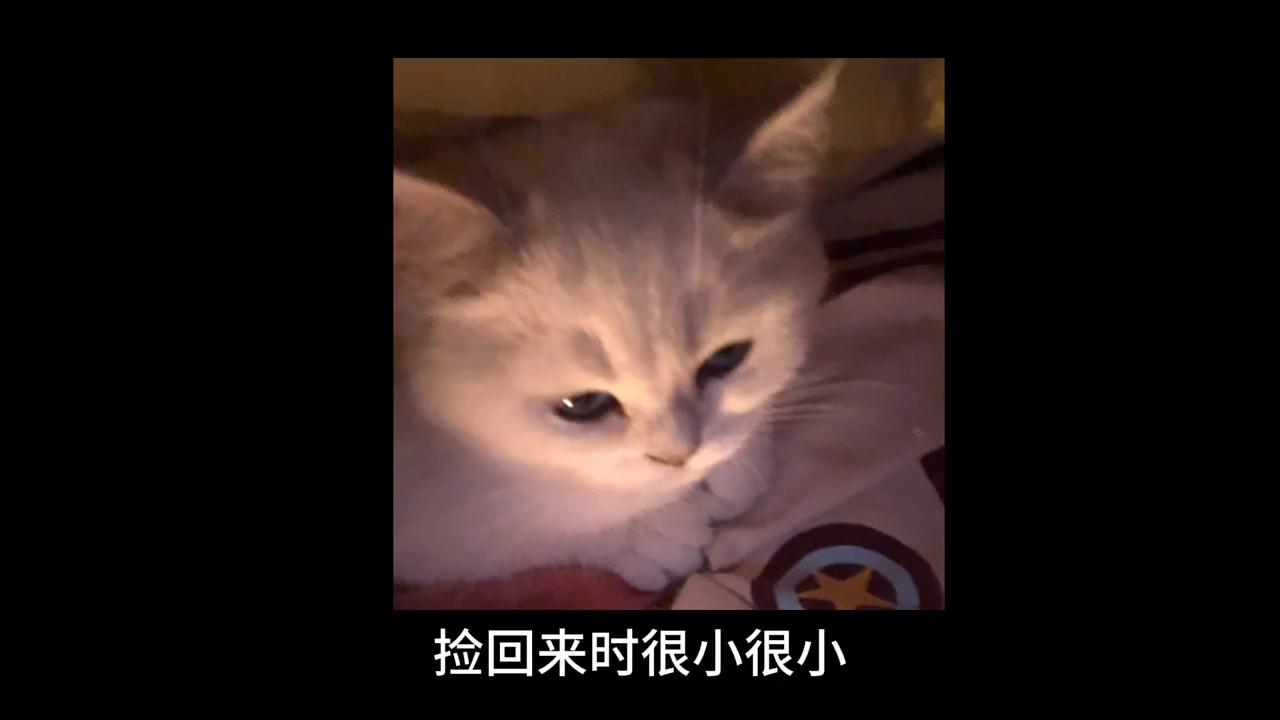 养猫后慢慢讨厌猫怎么办,养猫久了会讨厌狗吗