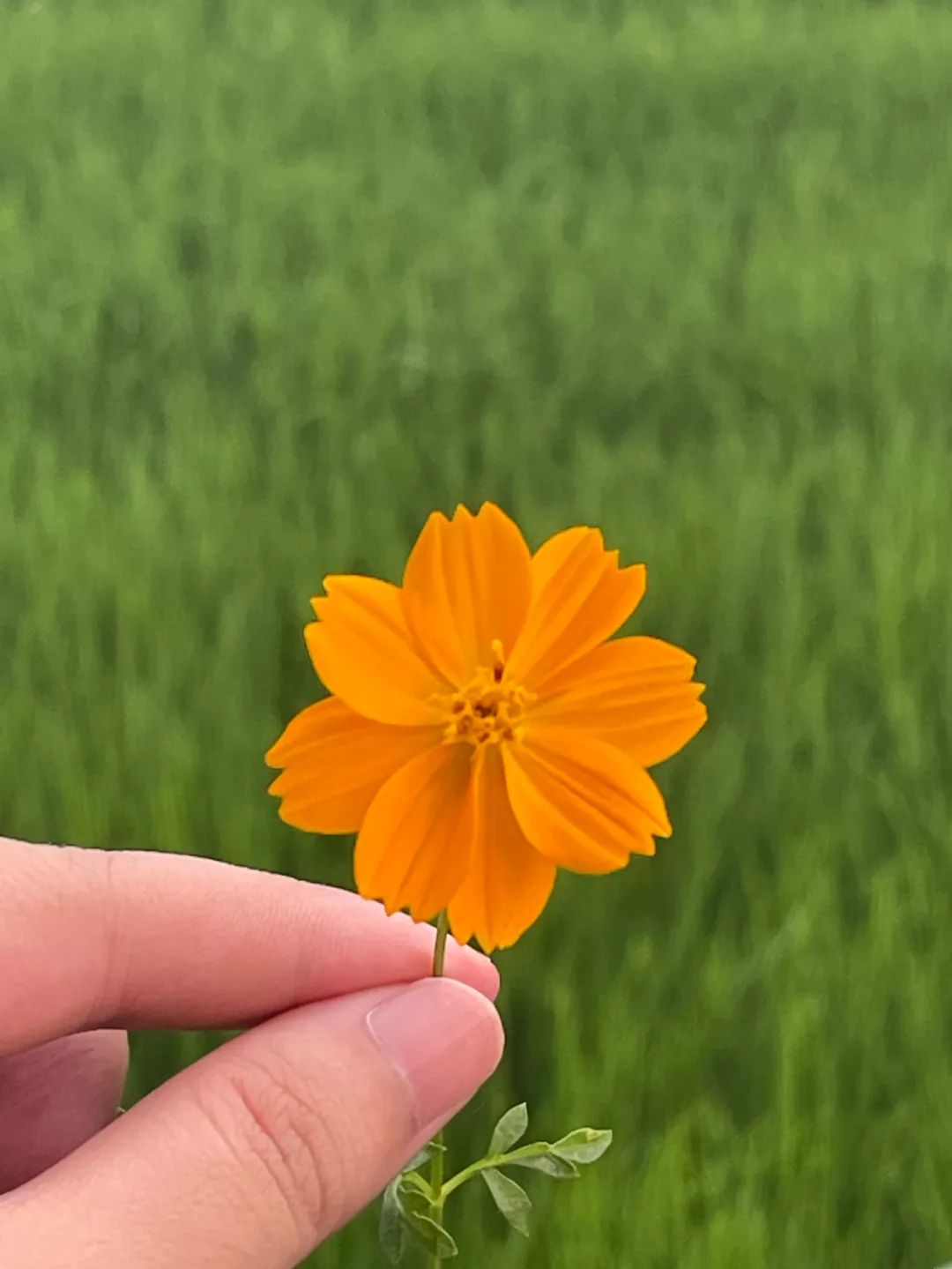 7月份人来人往街道,7月北京人山人海