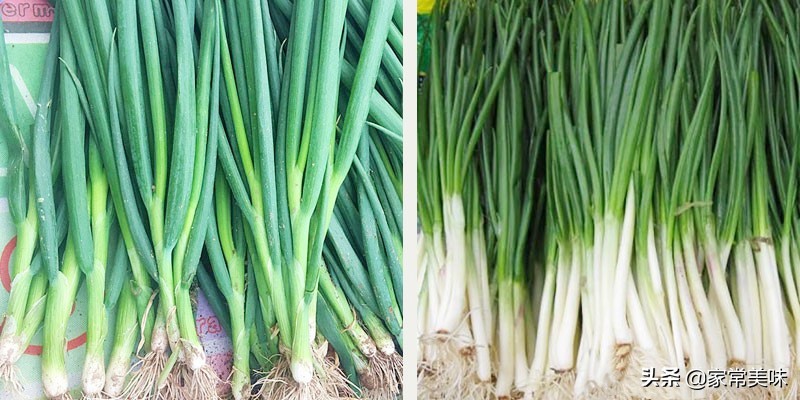 四季葱和小葱哪个好,买大葱时怎样区别好坏