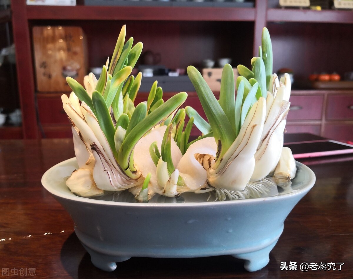 水仙枯萎怎么处理,水仙凋谢如何处理