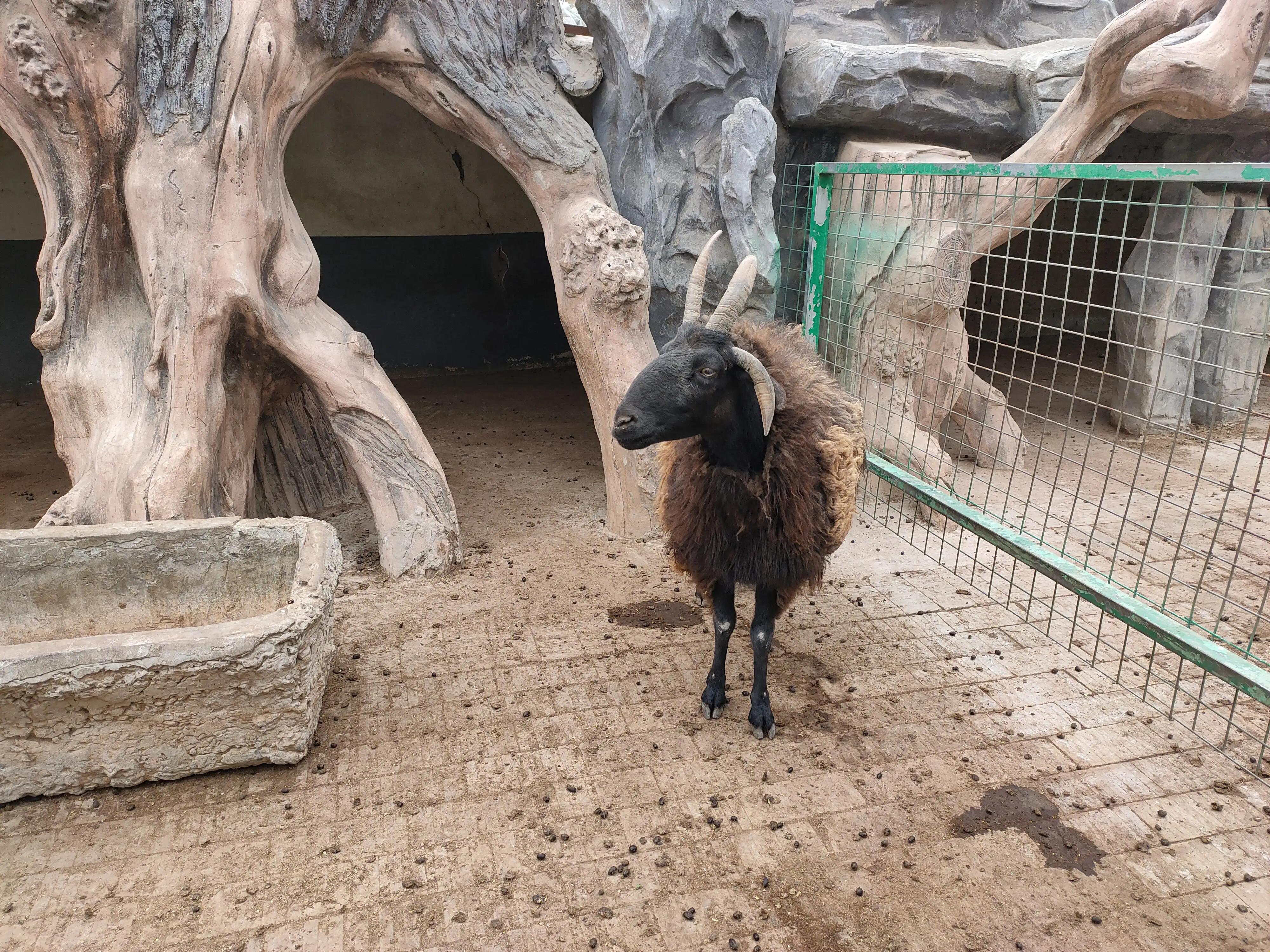 游动物园作文450字,游动物园有感作文