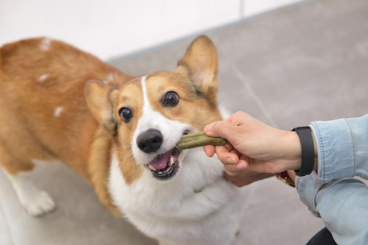 狗狗不爱刷牙怎么清洁牙结石,狗狗刷牙的正确方法
