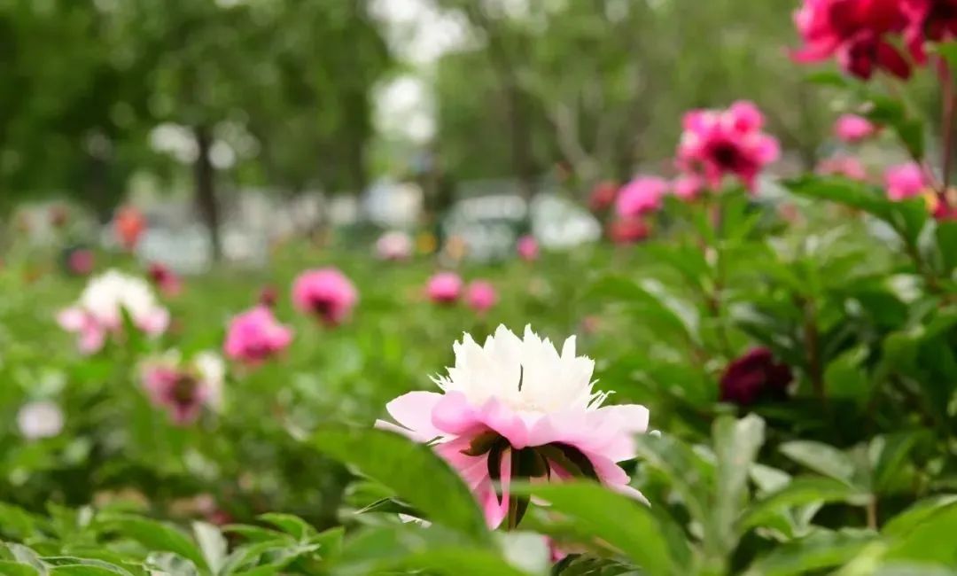 “路”人皆知“坛”花常见！泰达这些精品道路、花坛等你来打卡！