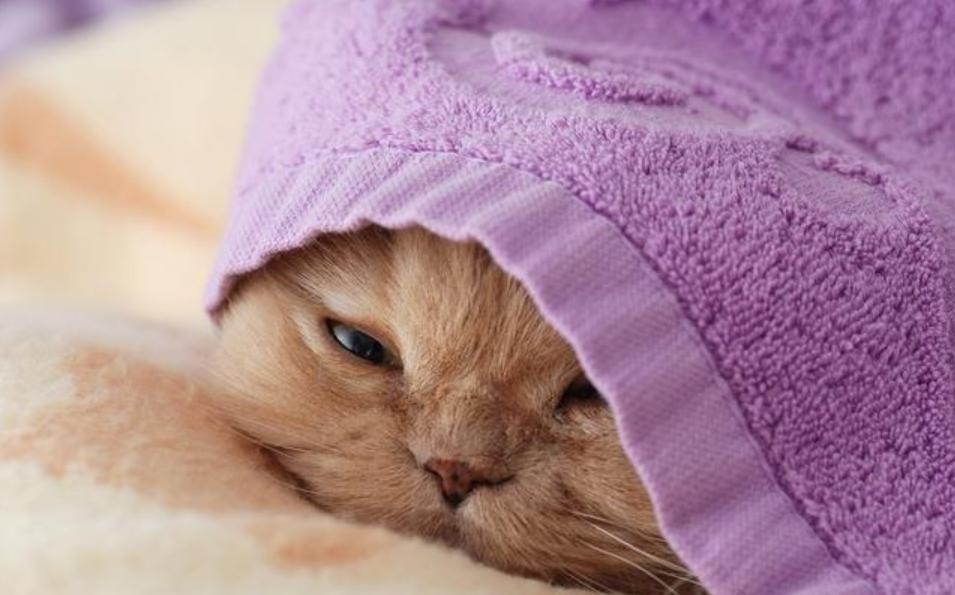 捡到一只流浪猫猫咪不开心怎么办,如果捡到一只流浪猫该怎么处理