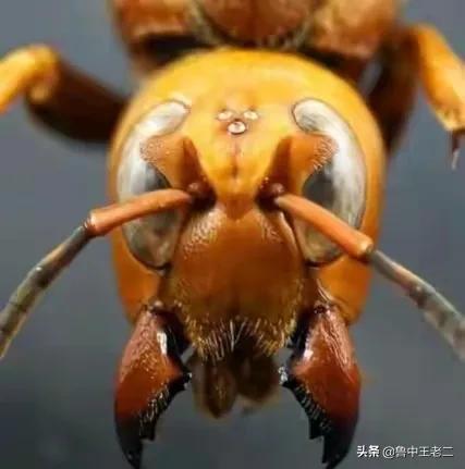 虎头蜂在哪里泛滥成灾,大窝虎头蜂