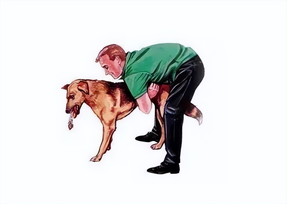 狗狗吞食异物一星期还能催吐么,怎么判断狗狗是否吞了异物