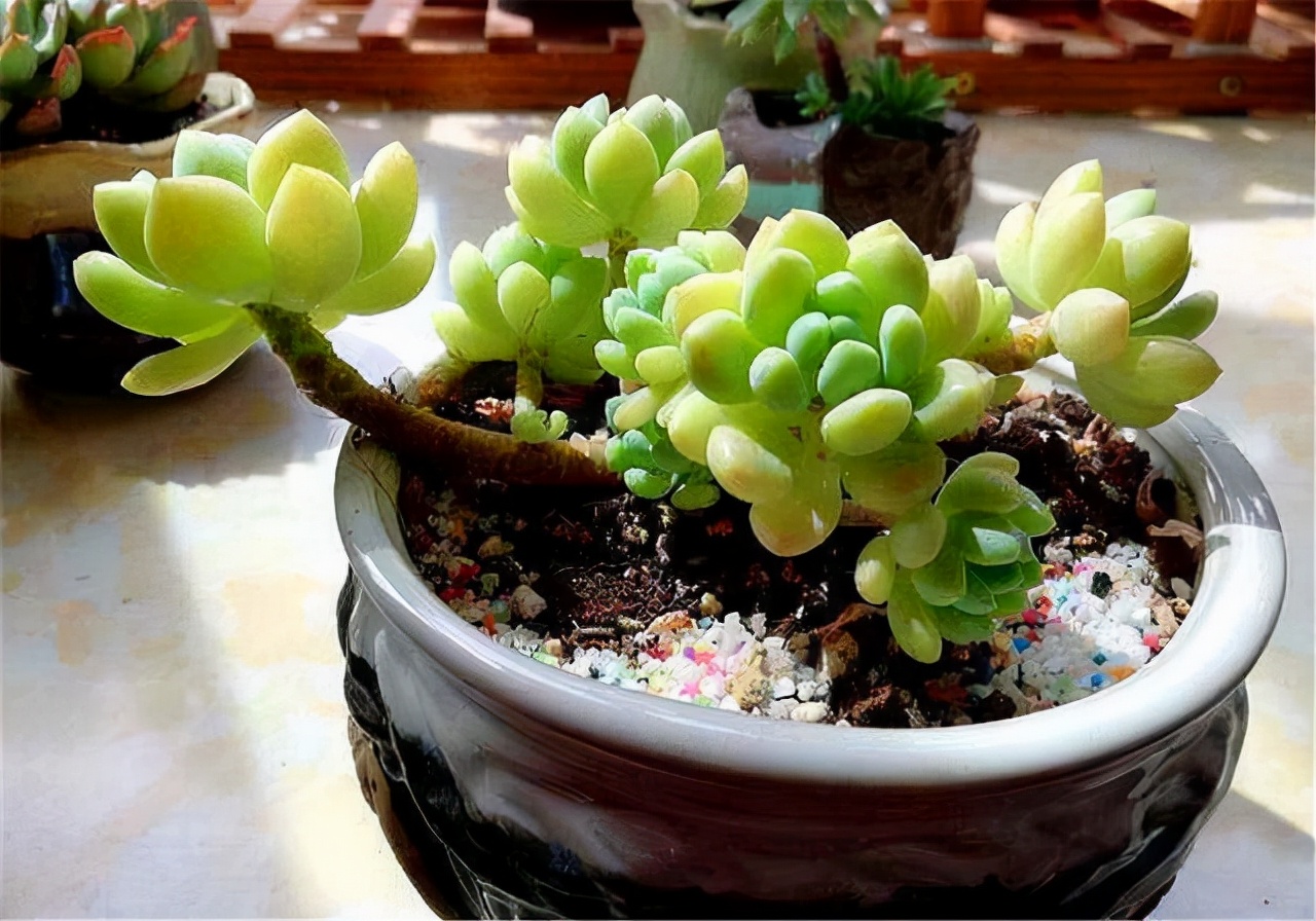 自带香味的叶子,有肉香的叶子