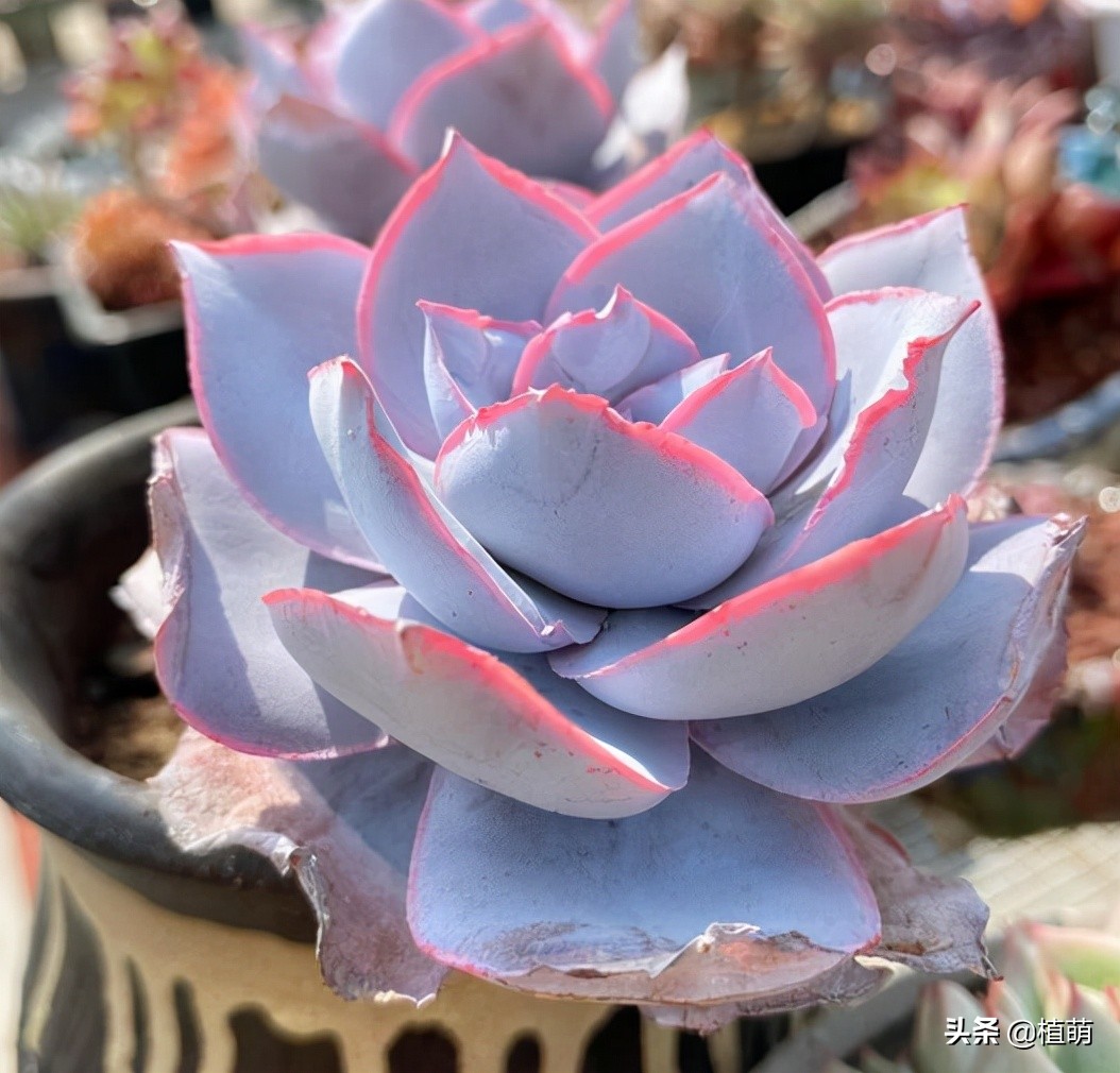 广寒宫如何控养叶片,广寒宫叶片发软怎么挽救