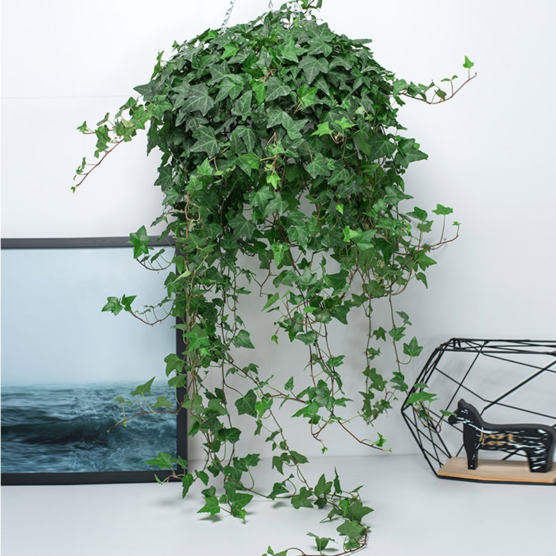 家居必备的几款高颜值中大型绿植,40款超治愈的家居绿植