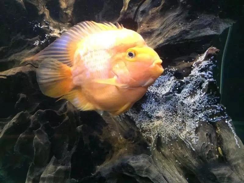 水族爱好者龙鱼,马来买的龙鱼如何带回国内