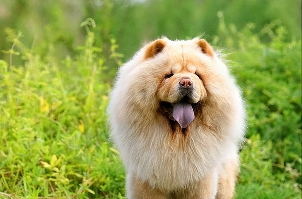 松狮犬没胃口？可能是这些原因导致的！