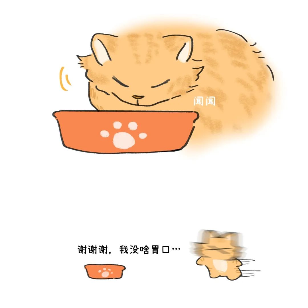 养猫的烦恼家里面好多猫毛怎么办,养猫烦恼