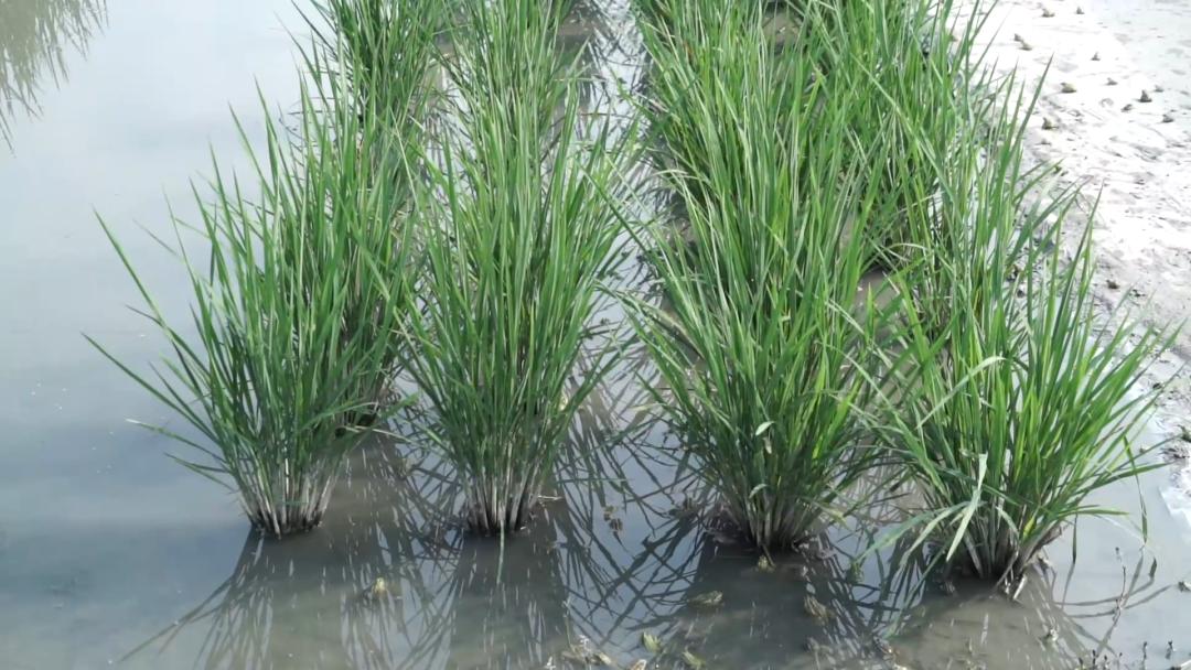 线上逛年货|不私藏了，这份龙丘珍味清单请签收！