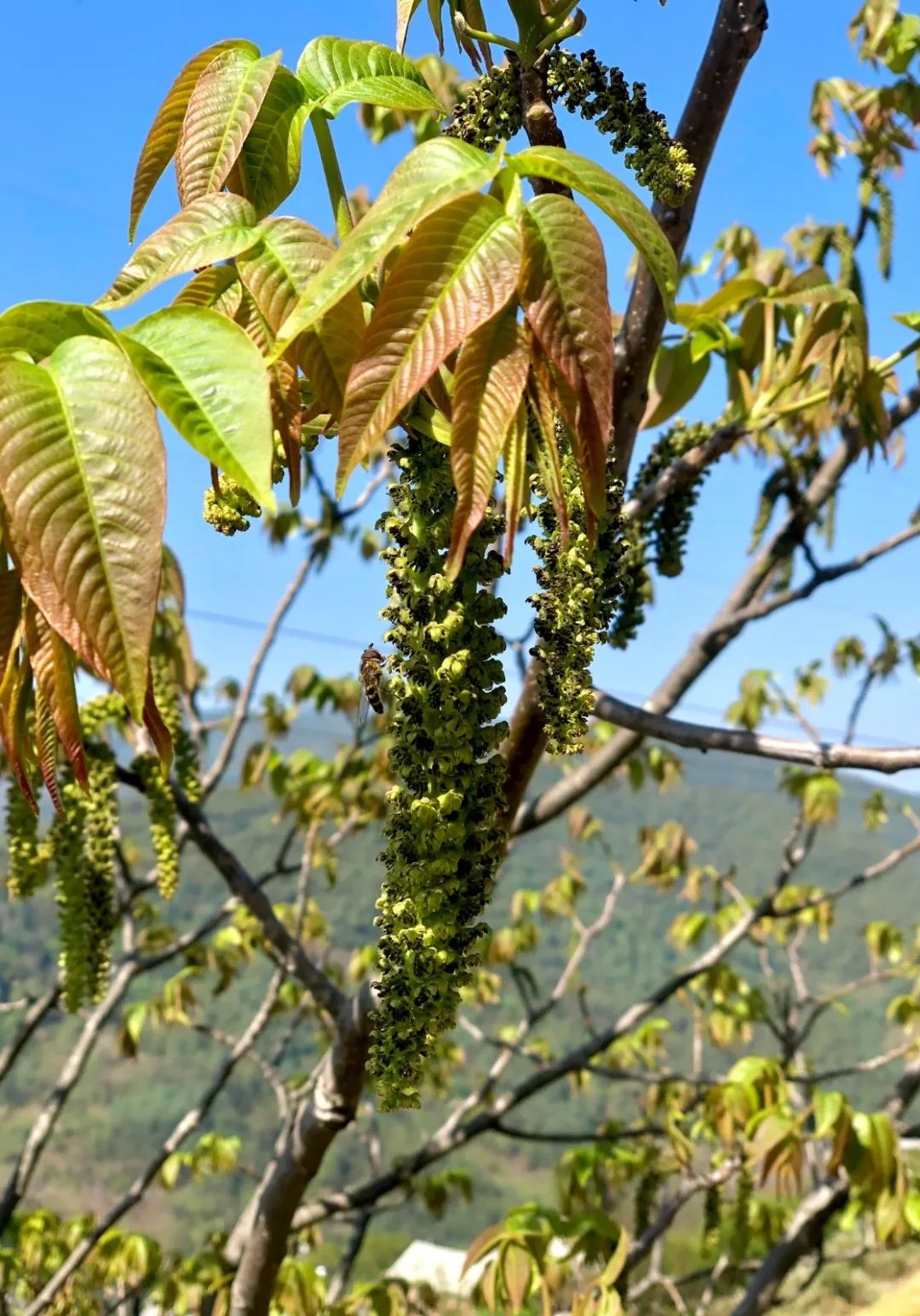 大理核桃花,大理赏花食花