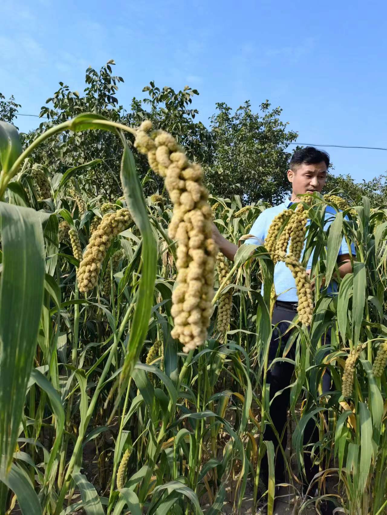 山西兴县小米,吕梁兴县农村发展