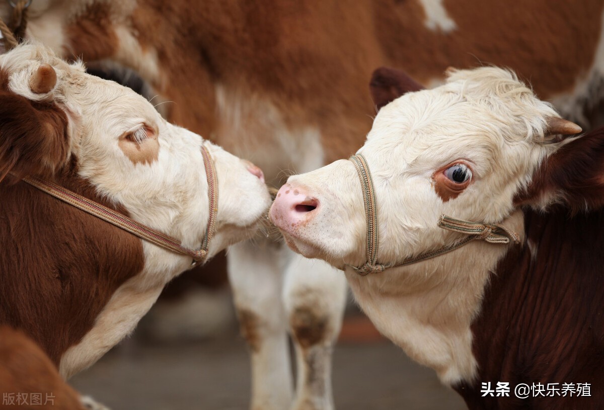 牛价暴跌养牛人该何去何从,牛价格跌破成本线时间