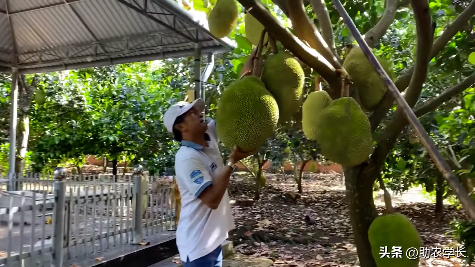 马来西亚1号菠萝蜜种植技术管理,黄肉菠萝蜜的种子种植会结果吗